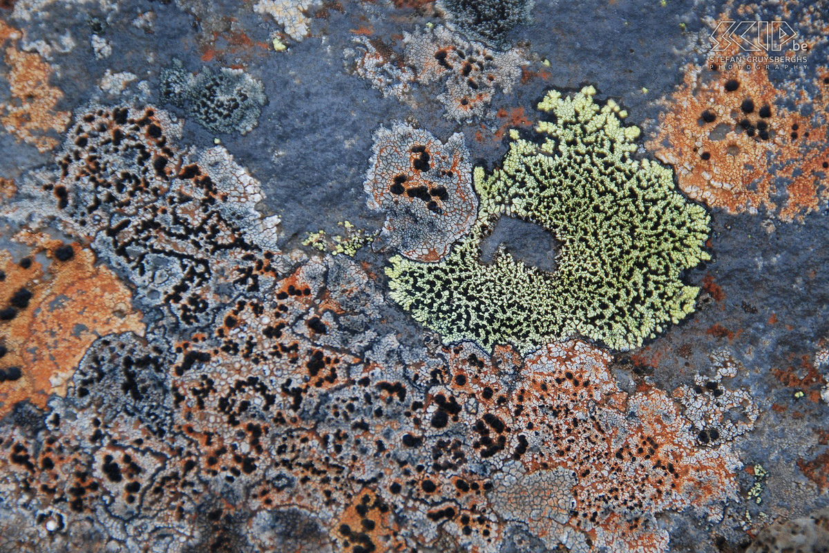 To Skógar - Lichens No lack of colourful lichen in Iceland. Stefan Cruysberghs